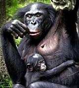 Бонобо (самка с детенышем)
