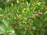 Боярышник сливолистный – Crataegus x prunifolia (Poir.) Pers. (2)