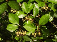 Боярышник сочный – Crataegus succulenta (Link.) Schrad.