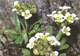Брейя альпийская – Braya alpina Sternb.et Hoppe. (2)