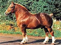 Бретонская лошадь (жеребец)