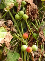 Бриония двудомная, красная – Bryonia dioica Jacq. (2)