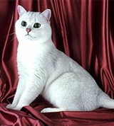 Британская короткошерстная кошка (шиншилла)