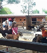 Будапештский зоопарк (козы)