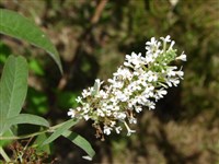 Буддлея белоцветковая – Buddleja albiflora Hemsl.