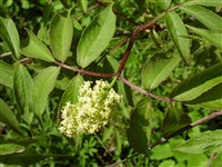 Бузина кистевая, обыкновенная, красная – Sambucus racemosa L. (1)