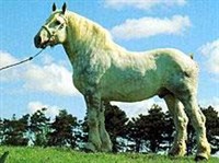 Булонская лошадь (жеребец)