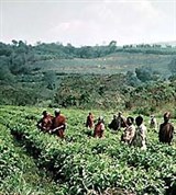 Бурунди (чайные плантации)