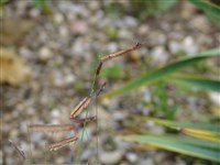 Бутелуа изящная, москитная трава – Bouteloua gracilis (HBK) Griffiths.