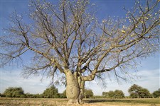 Бутылочное дерево (Гран-Чако, Парагвай)