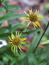 Буфталмум иволистный – Buphthalmum salicifolium L. (2)