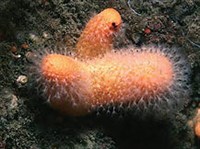 ВОСЬМИЛУЧЕВЫЕ КОРАЛЛЫ (Мягкие кораллы)