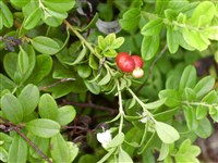Вакциниум обыкновенный, брусника обыкновенная – Vaccinium vitis-idaea L. (1)