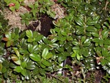 Вакциниум обыкновенный, брусника обыкновенная – Vaccinium vitis-idaea L. (2)