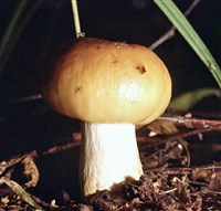 Валуй (гриб)