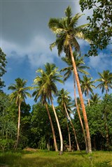 Вануату (кокосовые пальмы)