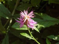 Василёк подбеленный – Centaurea dealbata Willd. (1)