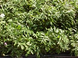 Василёк подбеленный – Centaurea dealbata Willd. (2)