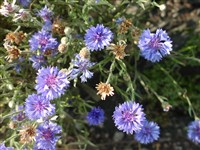 Василёк синий, голубой, полевой, посевной, обыкновенный – Centaurea cyanus L.