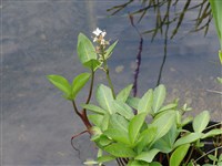 Вахта трехлистная, трилистник, трифоль – Menyanthes trifoliata L.