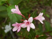 Вейгела цветущая, розовая – Weigela florida (Bunge) A.DC. (1)