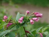 Вейгела цветущая, розовая – Weigela florida (Bunge) A.DC. (3)