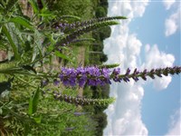 Вероника длиннолистная – Veronica longifolia L.