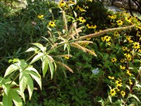 Вероникоаструм виргинский – Veronicastrum virginicum (L.) Farw. (1)