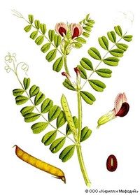Вика (часть растения с цветками)