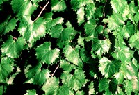 Виноград круглолистный – Vitis rotundifolia Michx.