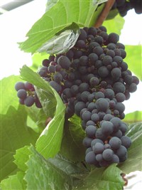 Виноград обыкновенный – Vitis vinifera L.