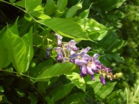 Вистерия обильноцветущая – Wisteria floribunda (Willd.) DC. (1)