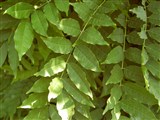 Вистерия обильноцветущая – Wisteria floribunda (Willd.) DC. (2)