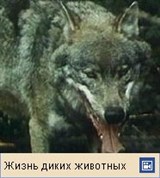 Волк (видео)