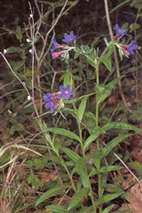 Воробейник пурпурно-голубой – Lithospermum purpureocaeruleum L. (2)