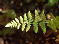 Вудсия тупоконечная – Woodsia obtusa (Spreng) Torr.