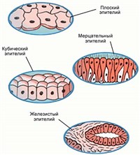 ГИСТОЛОГИЯ (различные типы эпителиальной ткани)