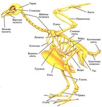 ГРУДИНА (скелет птицы)