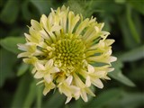 Гайлардия красивая, двуцветная, Друммонда – Gaillardia pulchella Foug. (2)
