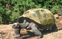 Галапагос (гигантская черепаха)