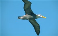 Галапагосский альбатрос (в полете)