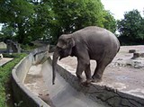 Гамбургский зоопарк (слон)