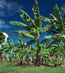 Гваделупа (банановая плантация)