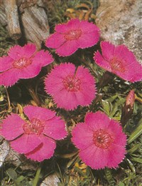 Гвоздика альпийская – Dianthus alpinus L.