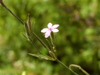 Гвоздика армерия – Dianthus armeria L.