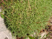 Гвоздика скальная, Китабела – Dianthus petraeus Waldst.et Kit.