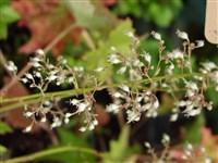 Гейхера мелкоцветковая – Heuchera micrantha Douglas ex Lindl. (1)