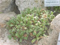 Гелихризум окаймленный – Helichrysum marinate D.C.