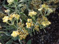 Гелихризум сильнопахнущий – Helichrysum graveolens (Bieb.) Sweet.