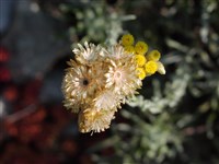 Гелихризум тянь-шаньский – Helichrysum thianschanicum Regel.